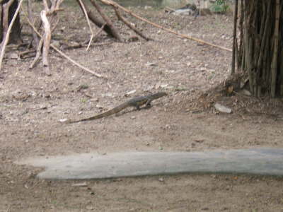 2005_0814(003)- Bangkok Zoo