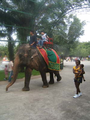 2005_1009(013) - Elephant