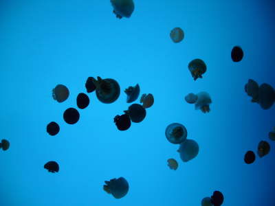 Jelly Fishes