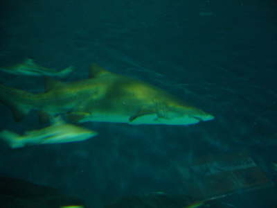 Sharks!